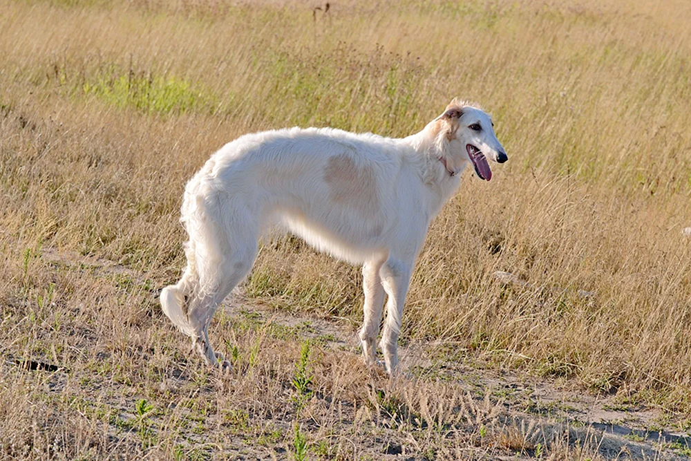 Hound Greyhound Hund
