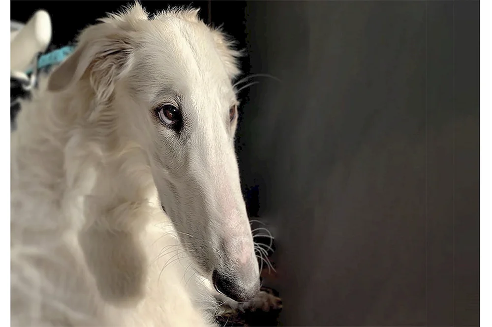 Russischer Windhund weiß