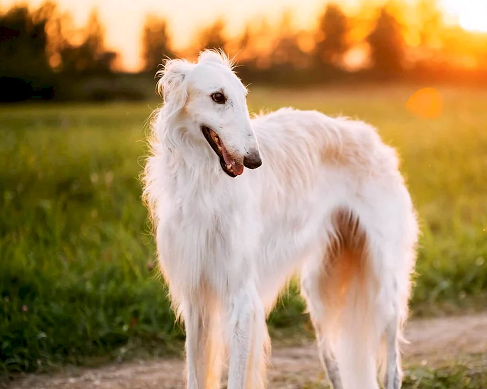 Russischer Windhund-Welpe Windhund Hunderassen