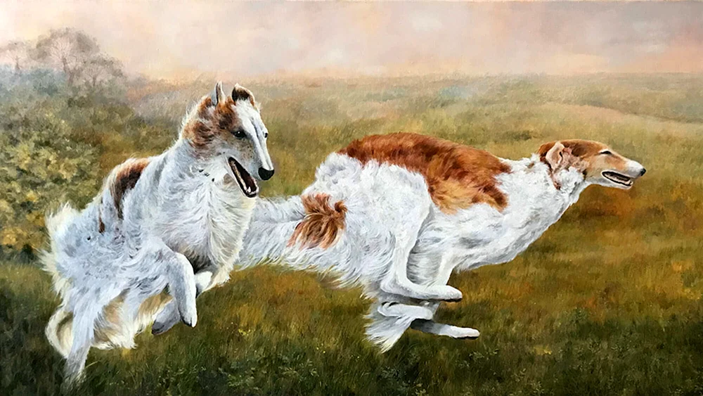 Afghanischer Windhund