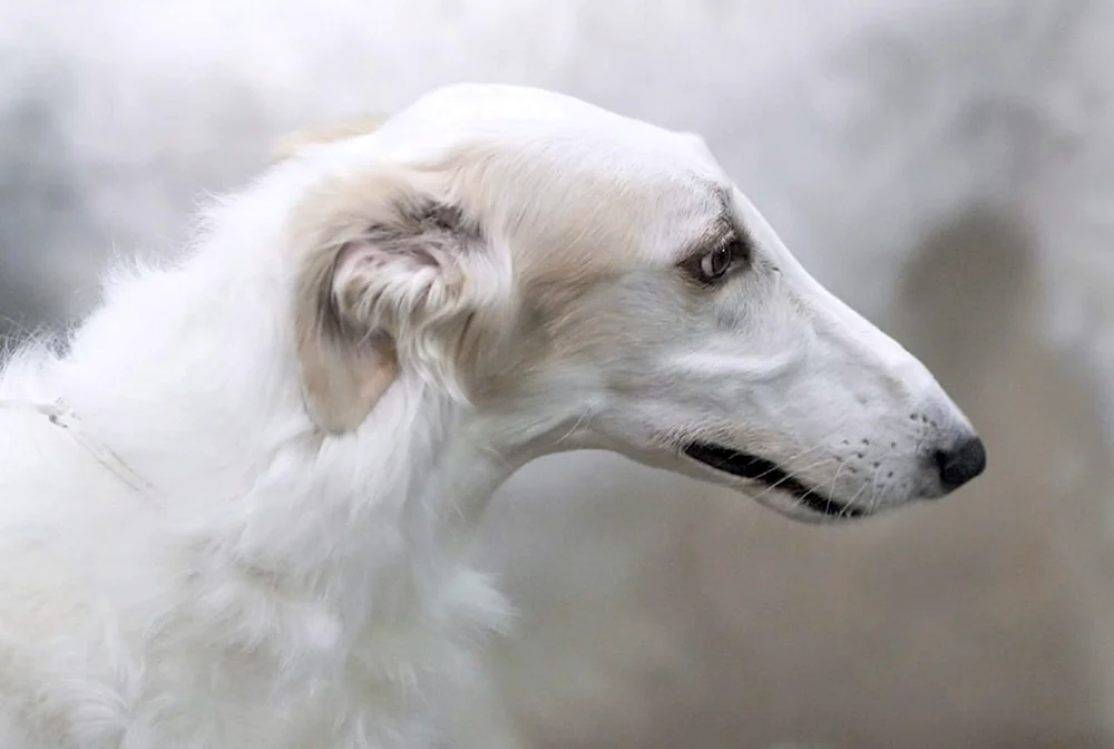 Russischer Windhund Hunderasse