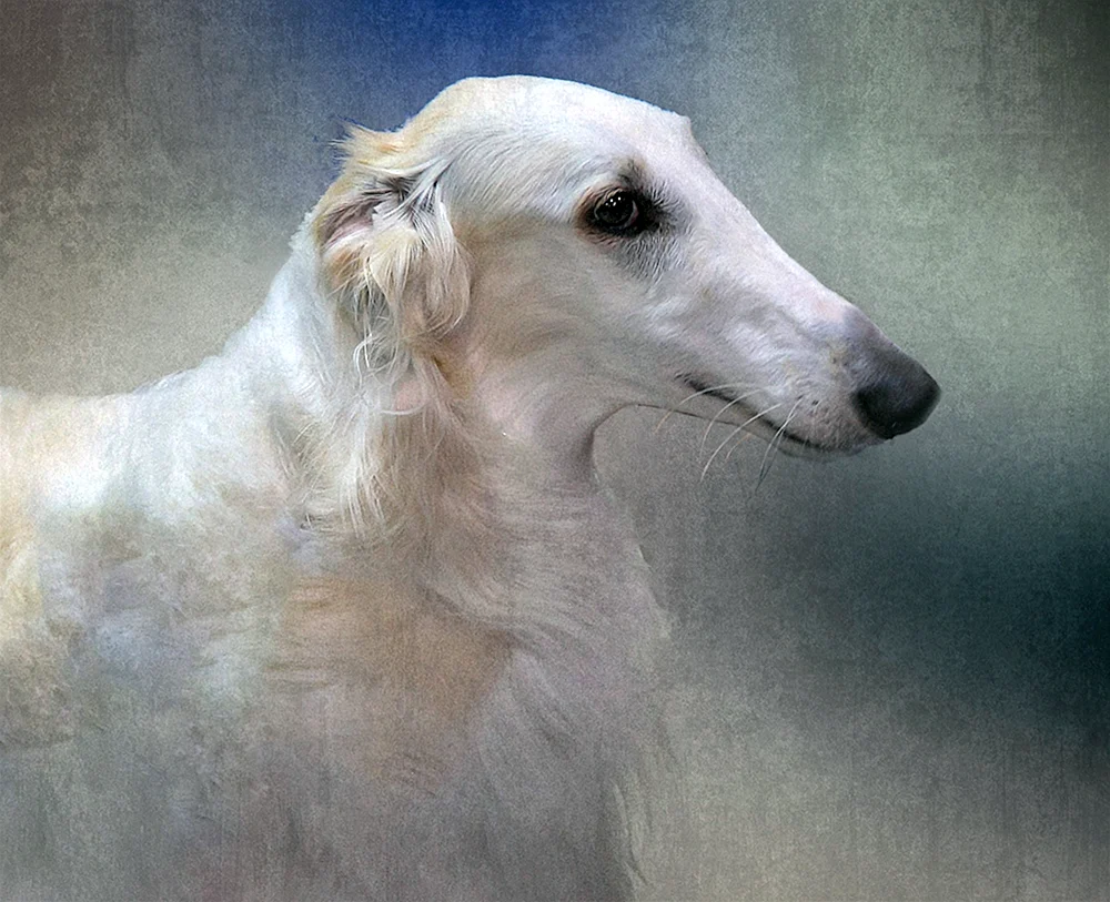 Poxy Windhund
