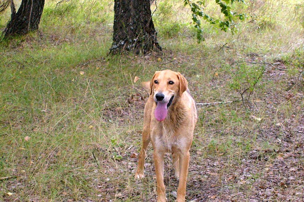 Beagle Jagdhunde