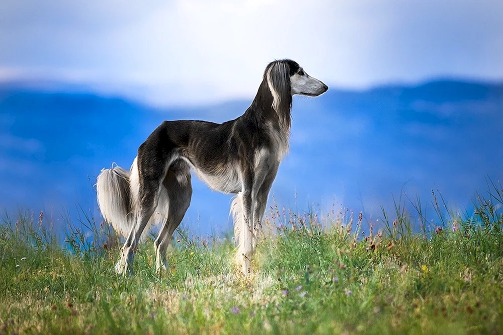 Hund Saluki