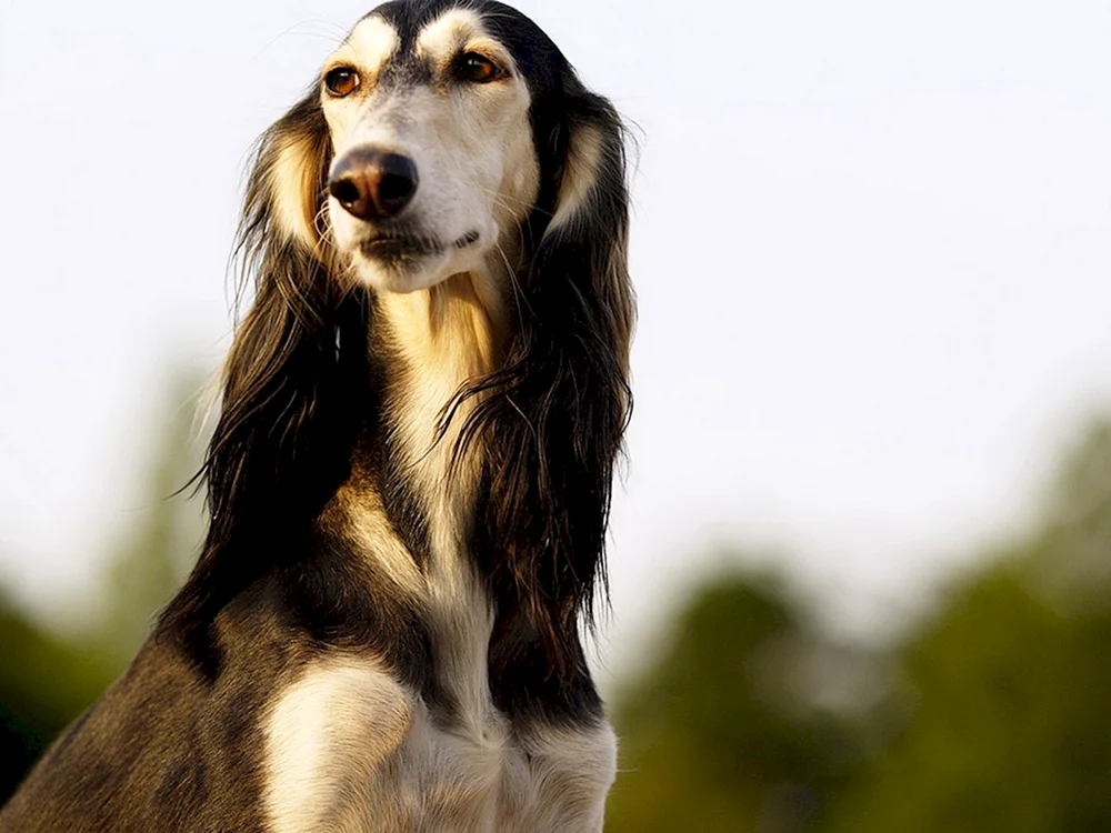 Hund Saluki