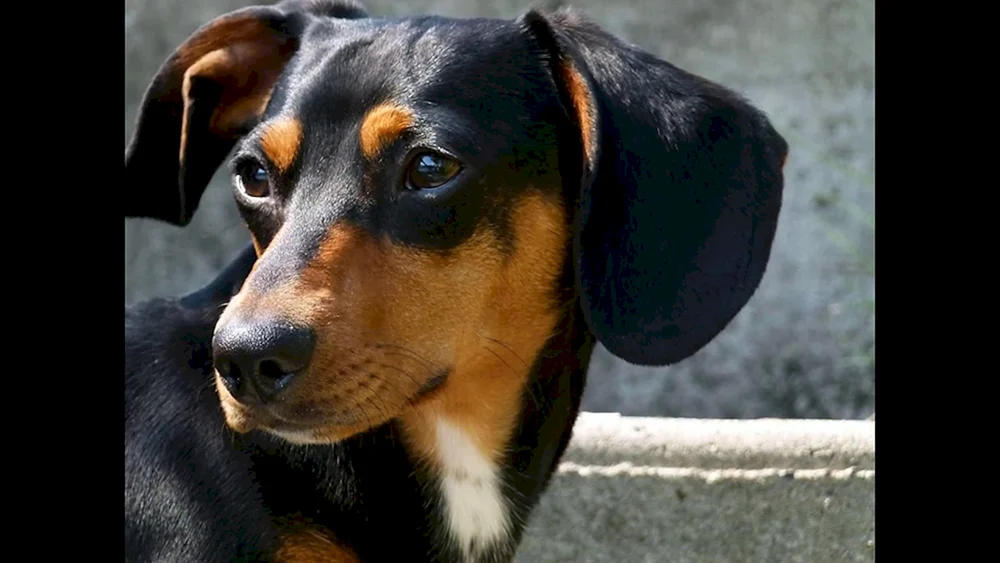 Coverpinscher und Dackel