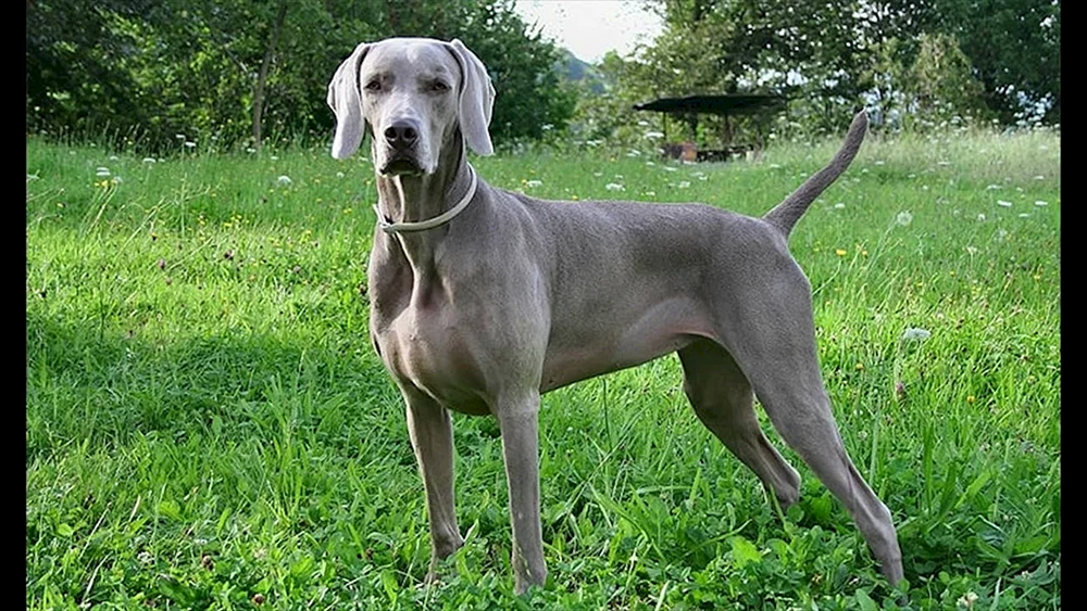 Weimaraner Labrador