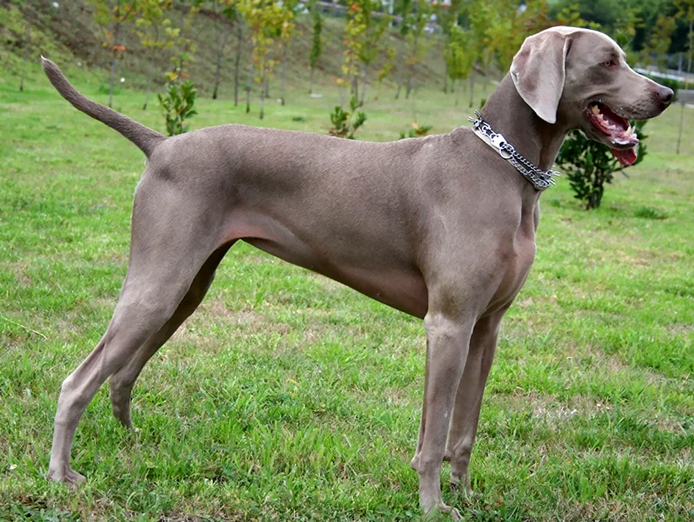 Weimaraner Greyhound