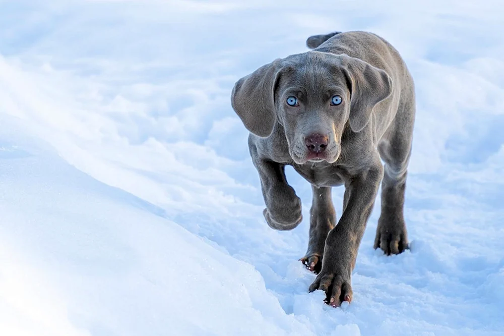 Tai Ridgeback