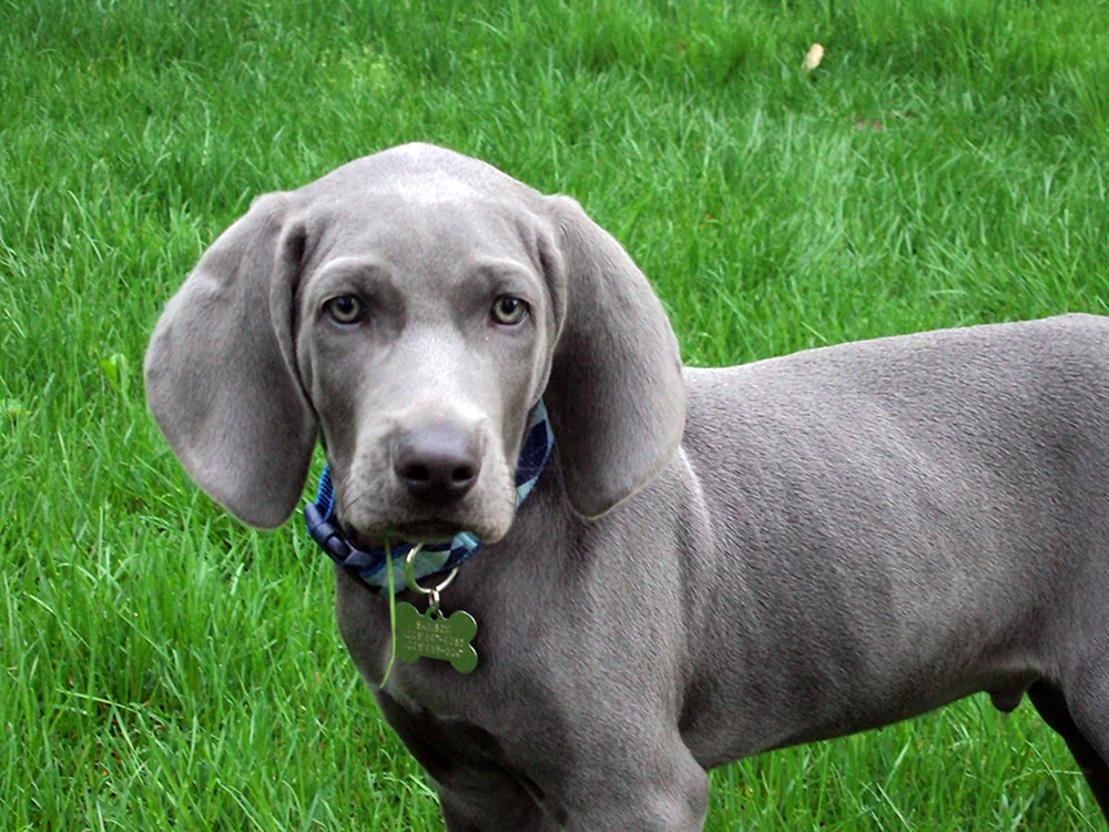 Blauer Hund