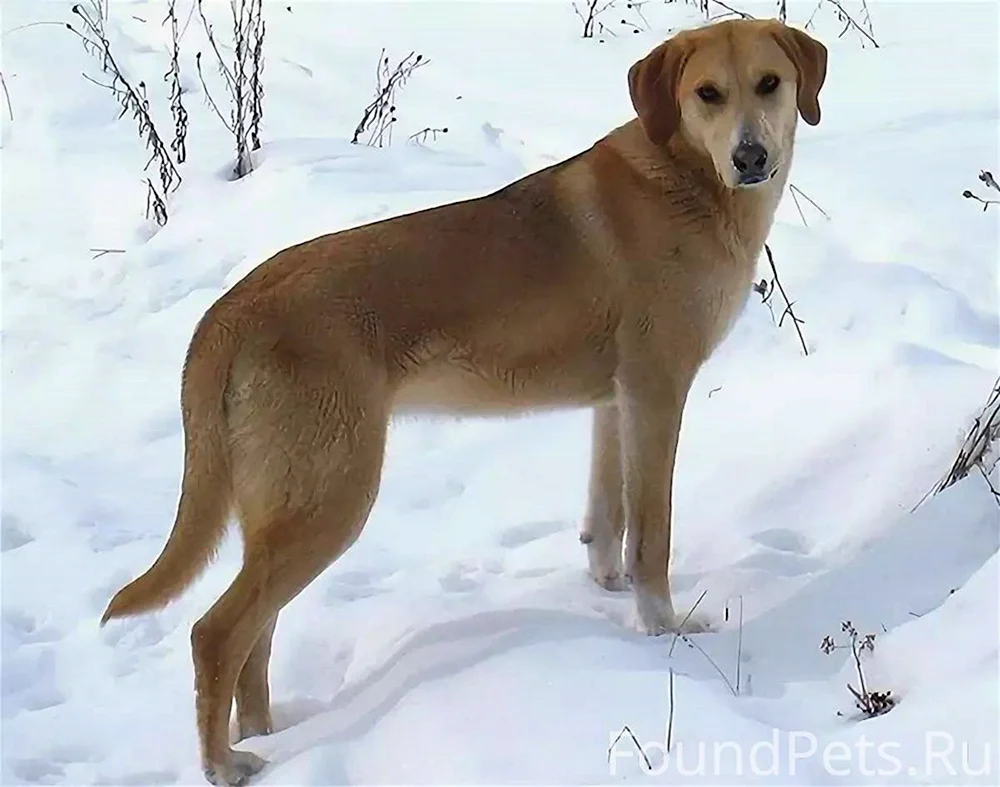 Russischer Jagdhund