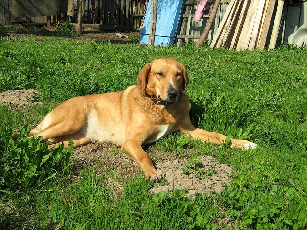 Russischer Windhund