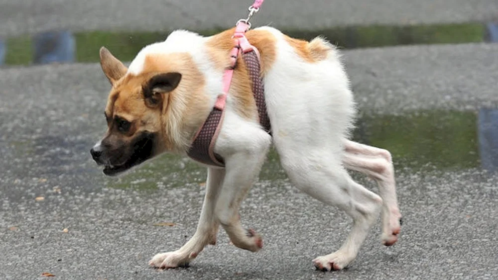 Schlabberhund