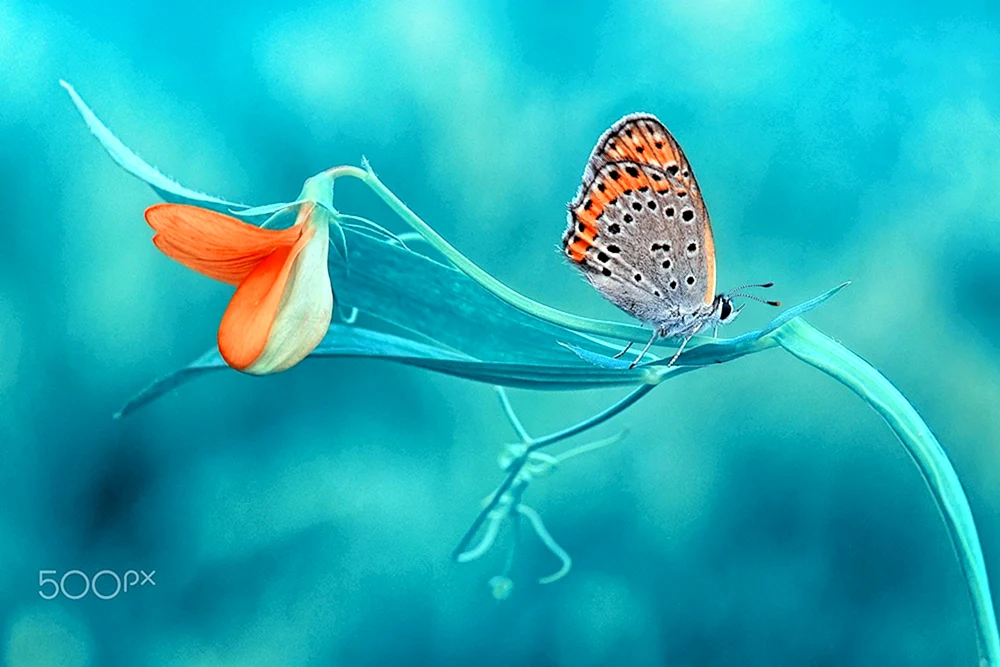 Blauer Schmetterling