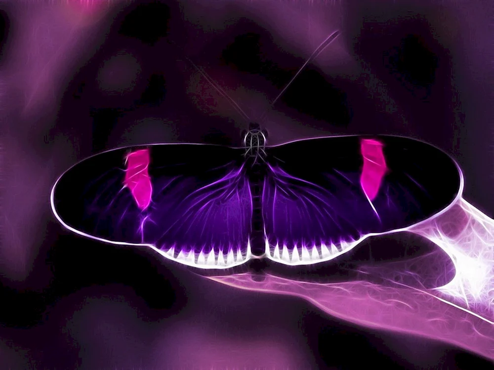 Gorgeus Schmetterling