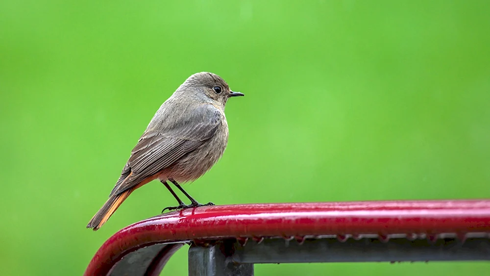 Grauer Fliegenschnäpper