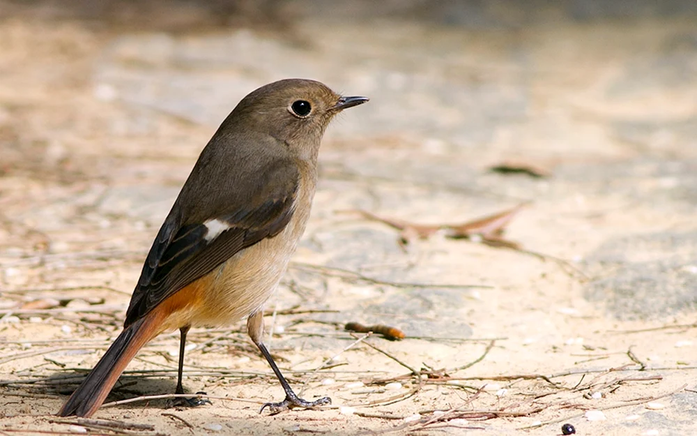 Grey Tailed Flycatcher