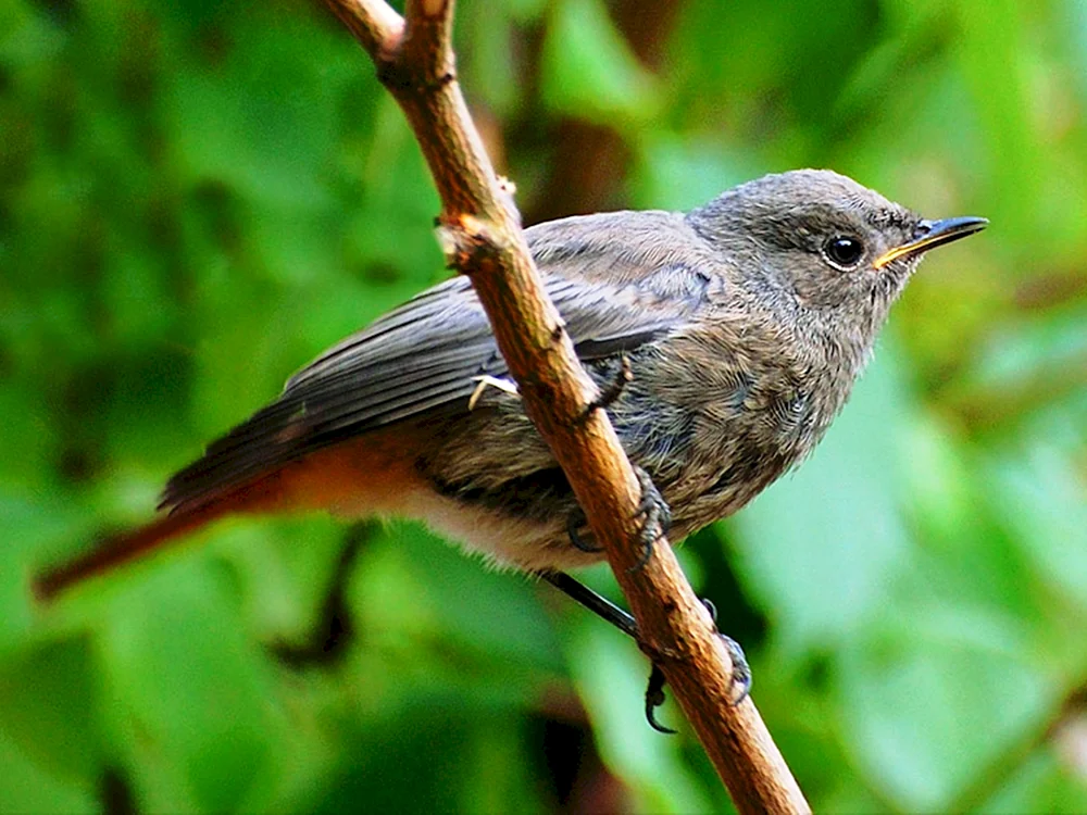 Amsel