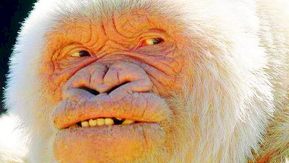 Gorilla Albino
