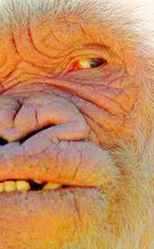 Albino-Gorilla