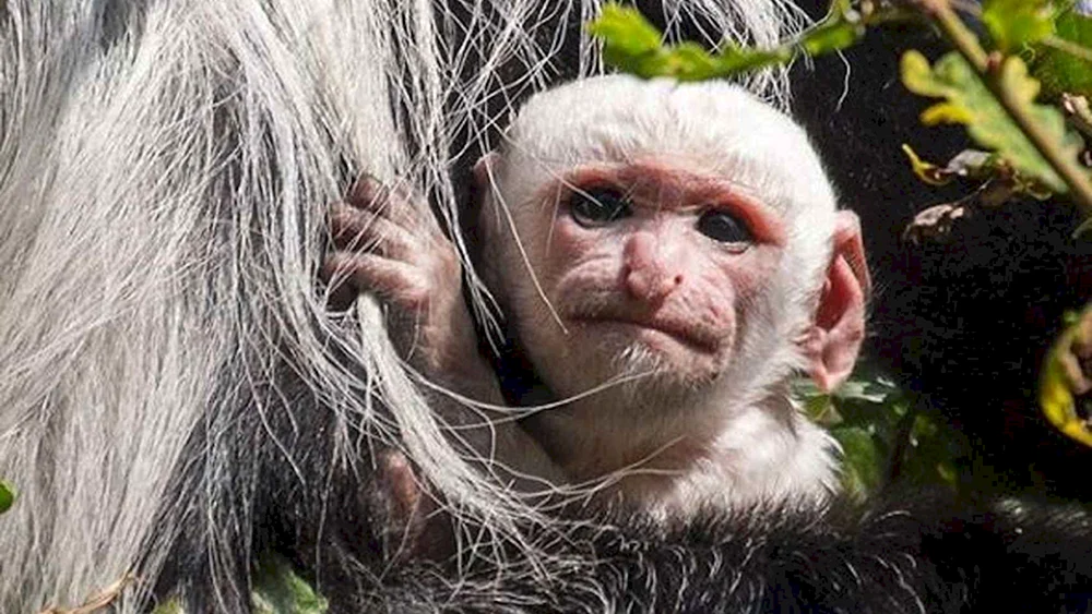Gorilla albino