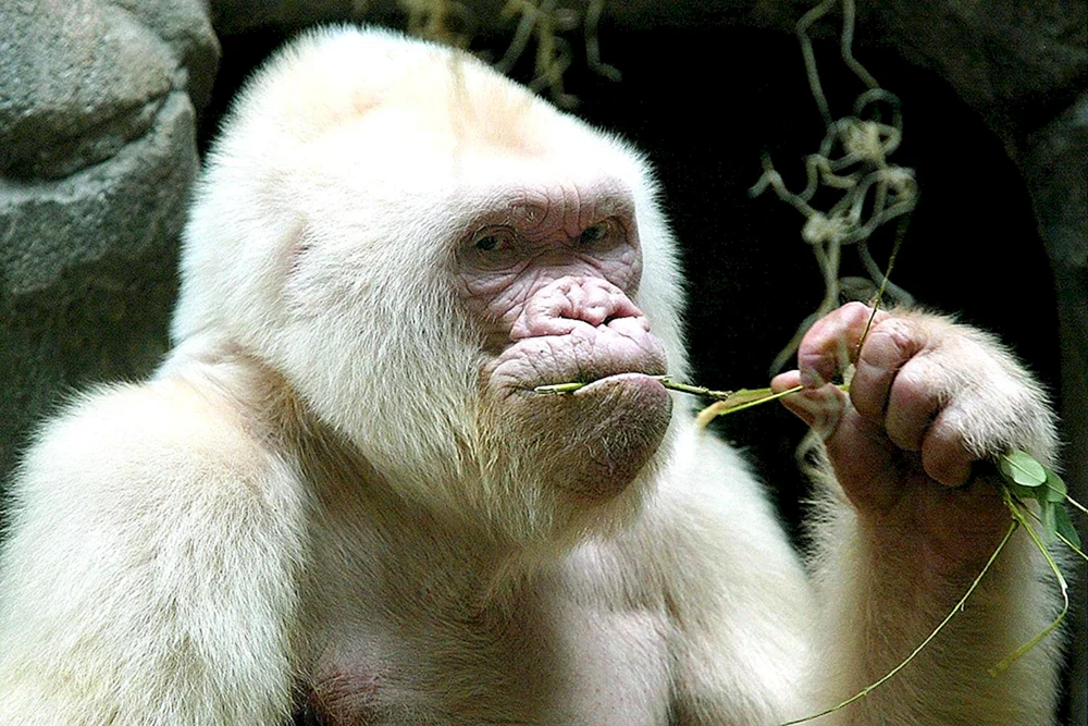 Gorilla albino