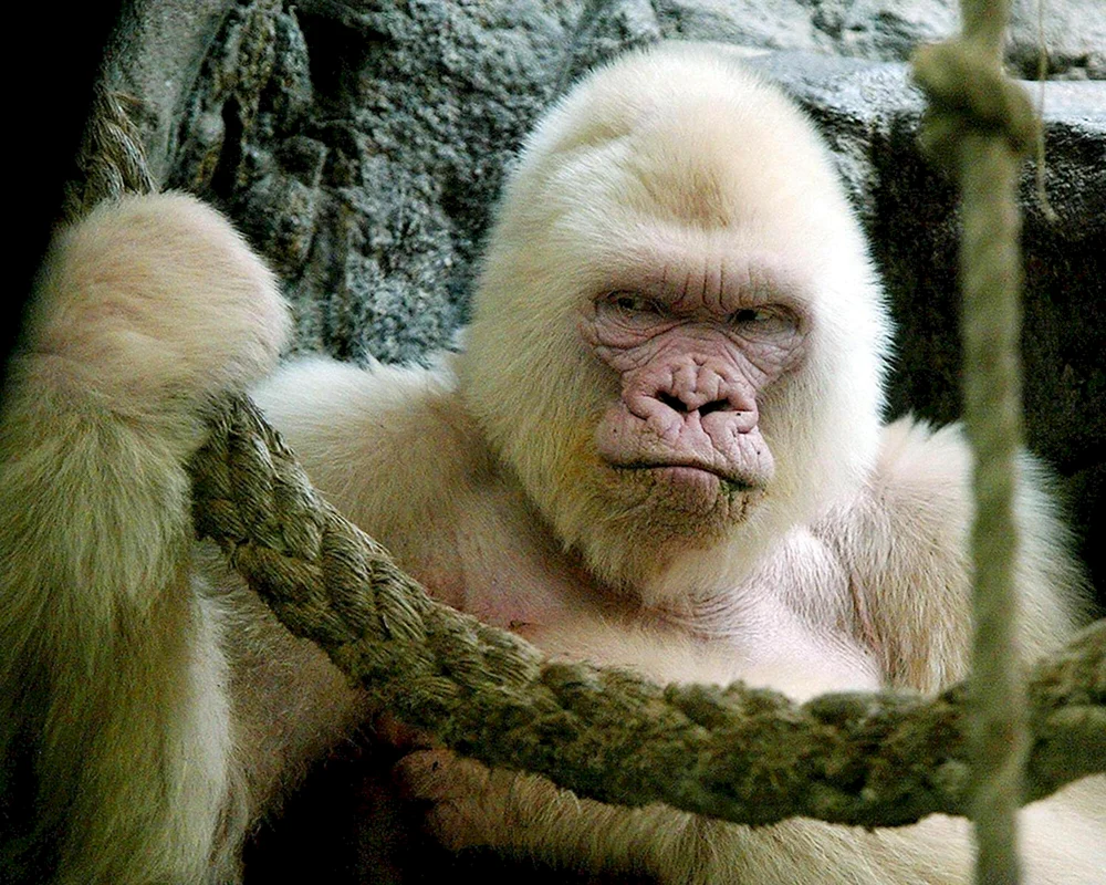 Gorilla albino