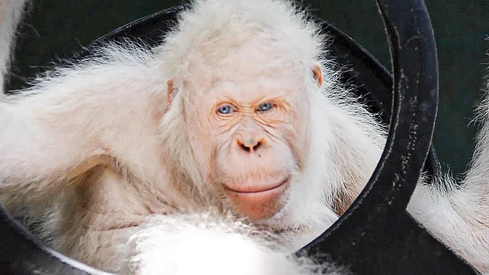 Albino-Schneeballgorilla