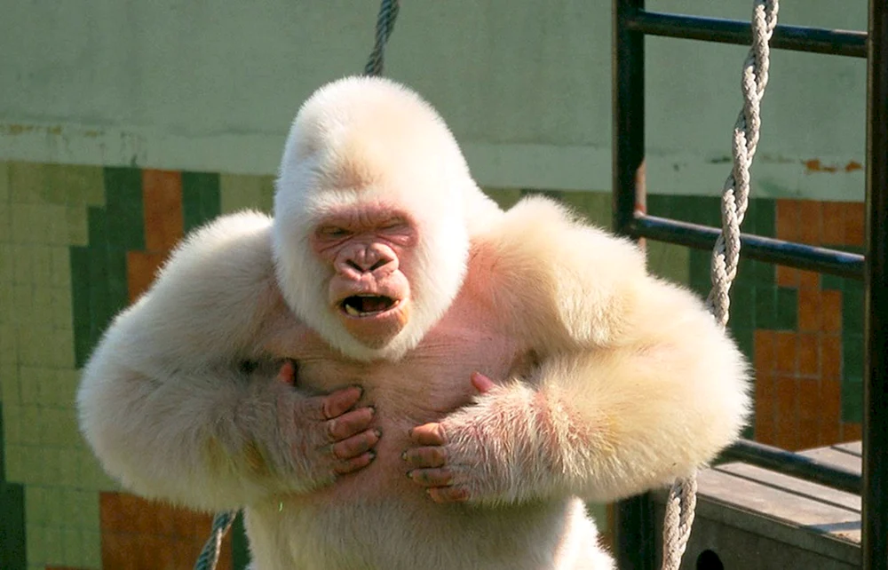 Gorilla albino Schneeball