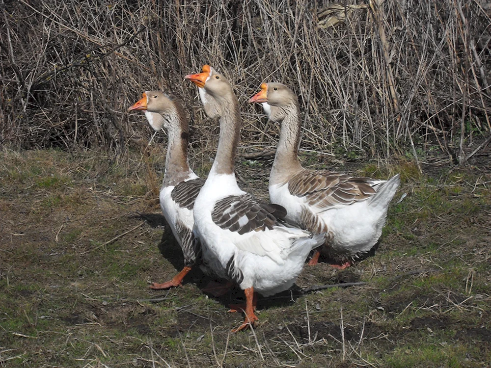 Gorkovsky Gänse
