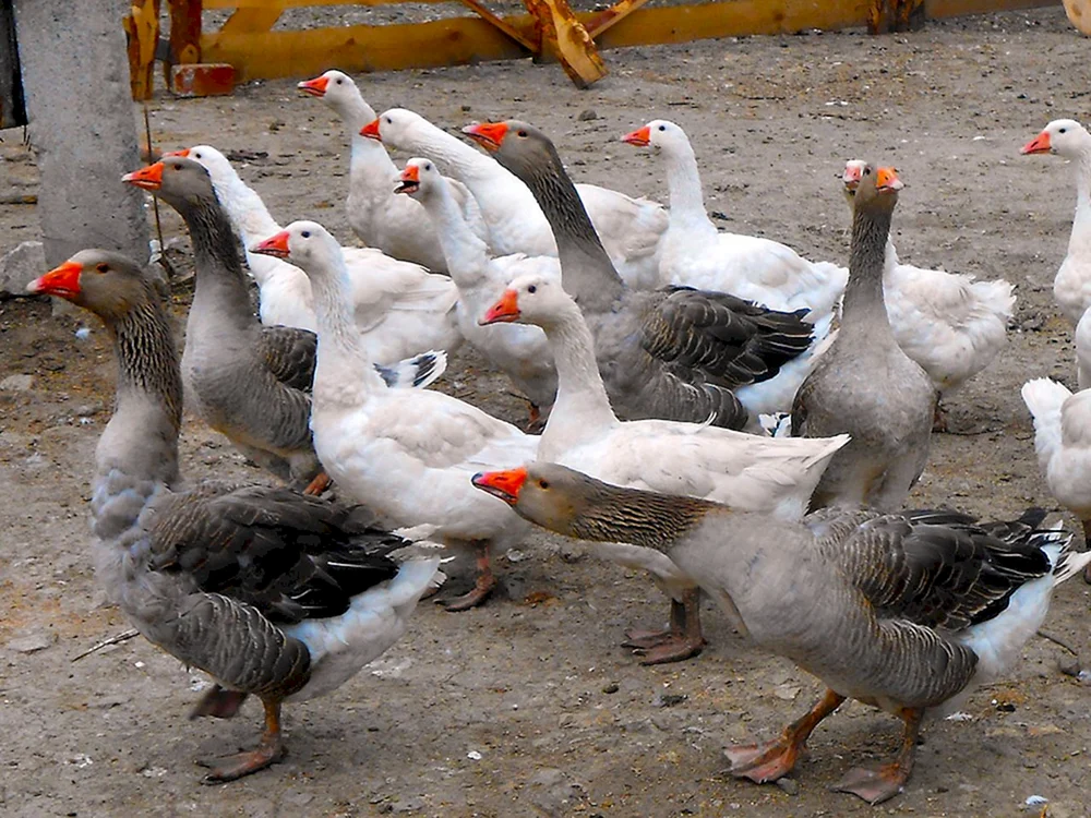 Gorky Gänse