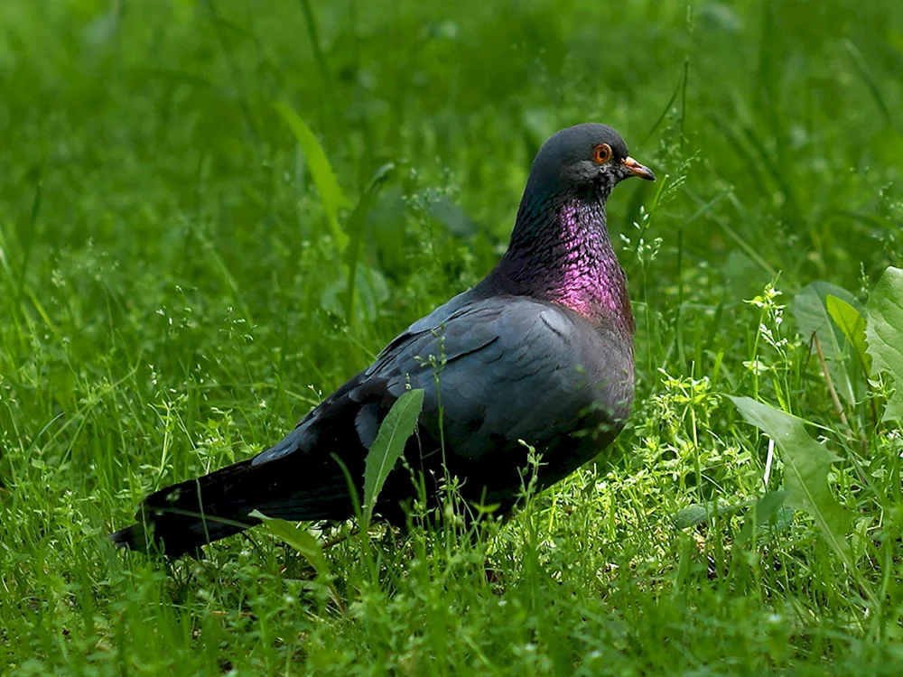 Schwarzer Adler