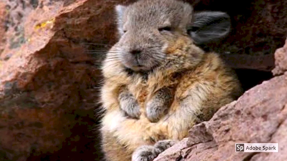 Wisconsin-Chinchilla