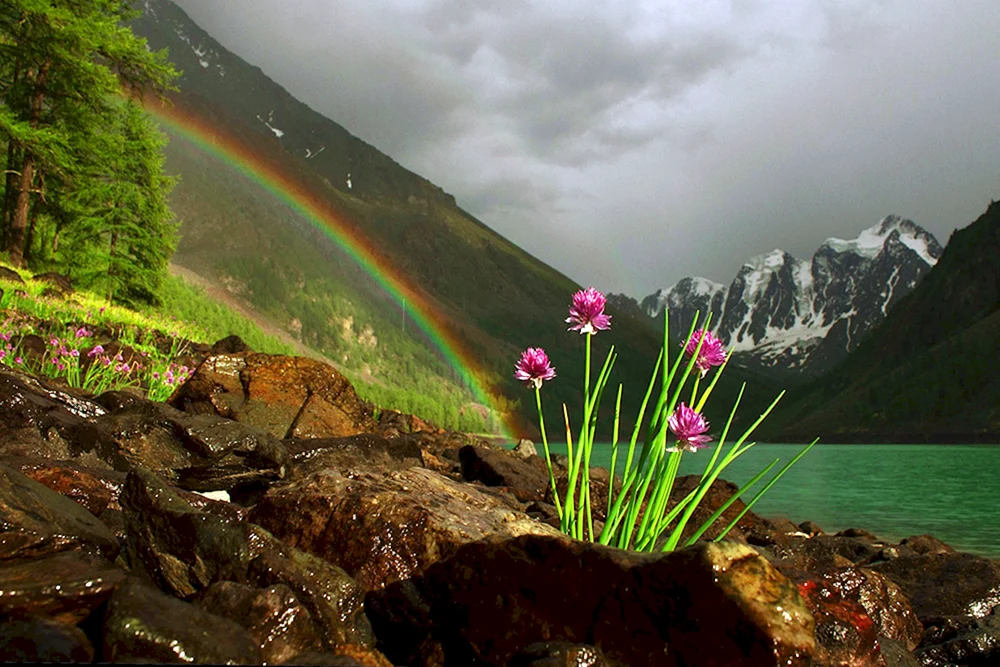 Altai Kucherlinskoye See Pferde