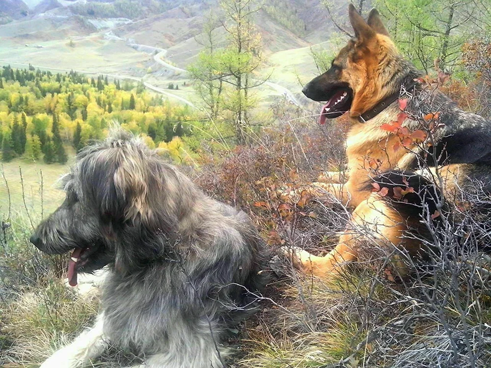 Altai-Bergschäferhund