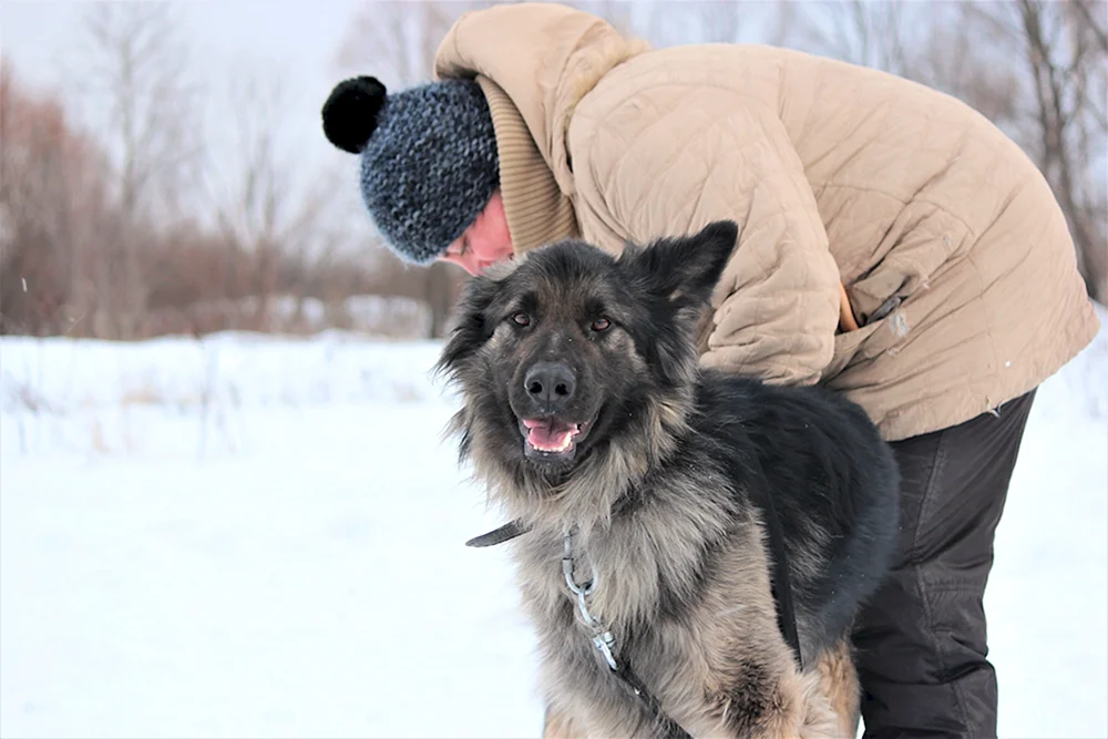 Altai-Bergschäferhund