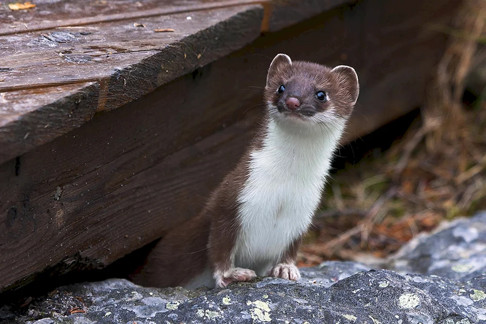 Wiesel Mustela nivalis