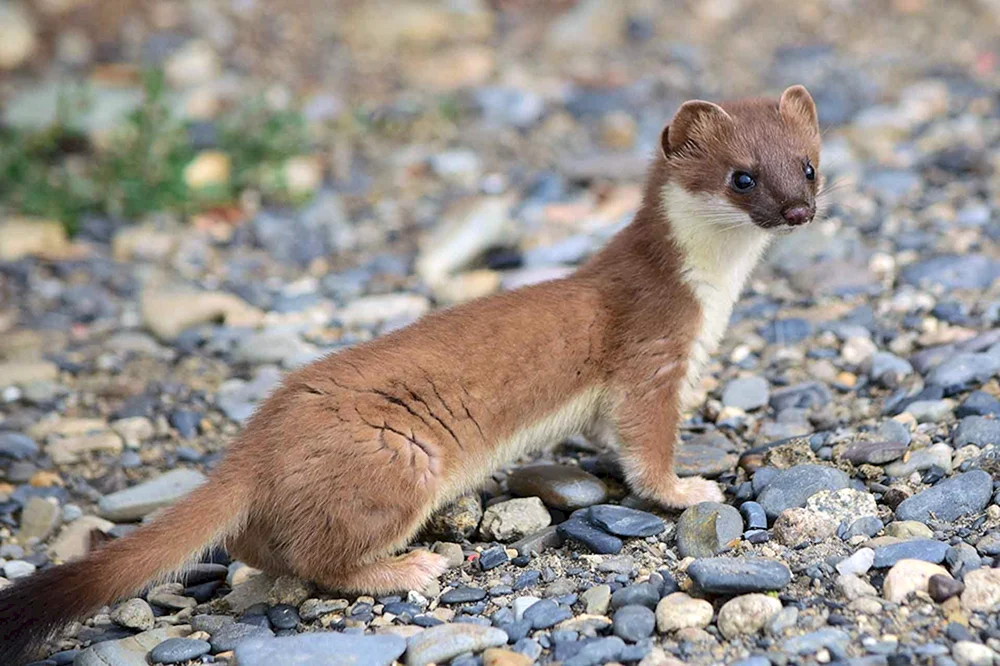 Maske Mustela nivalis