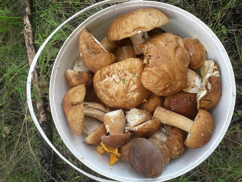 Bergpilze in Tadschikistan weiß