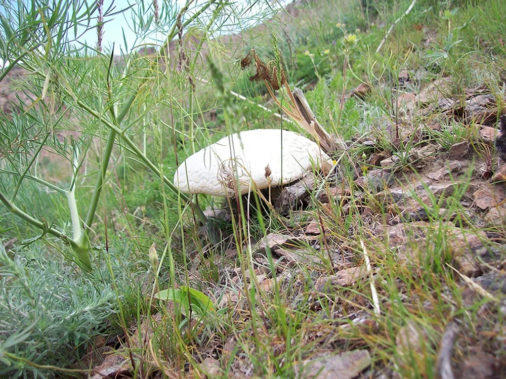 Pilze in Usbekistan essbar