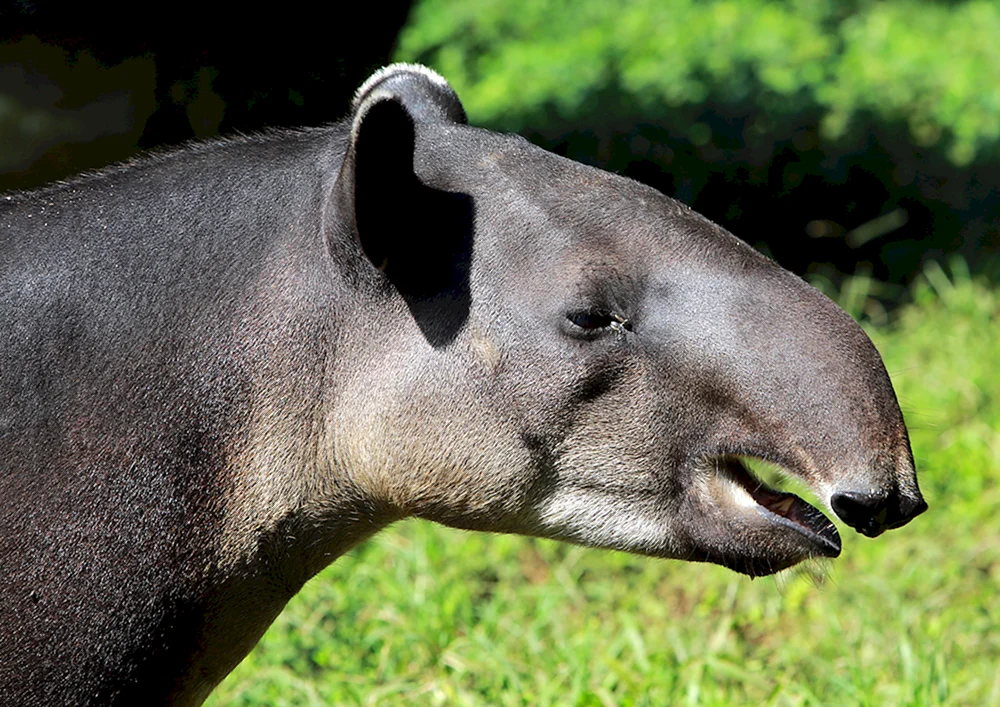 Berg-Tapir-Huftier