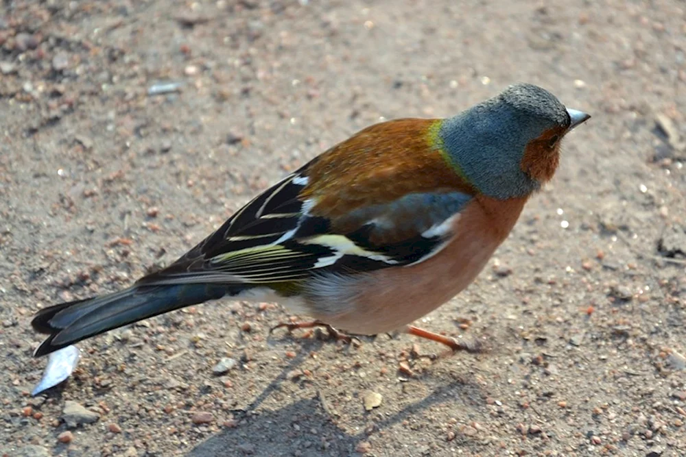Vögel des Leningrader Gebiets St. Petersburg