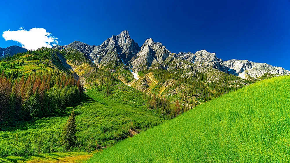 Skandinavien Wald Schwarzwald