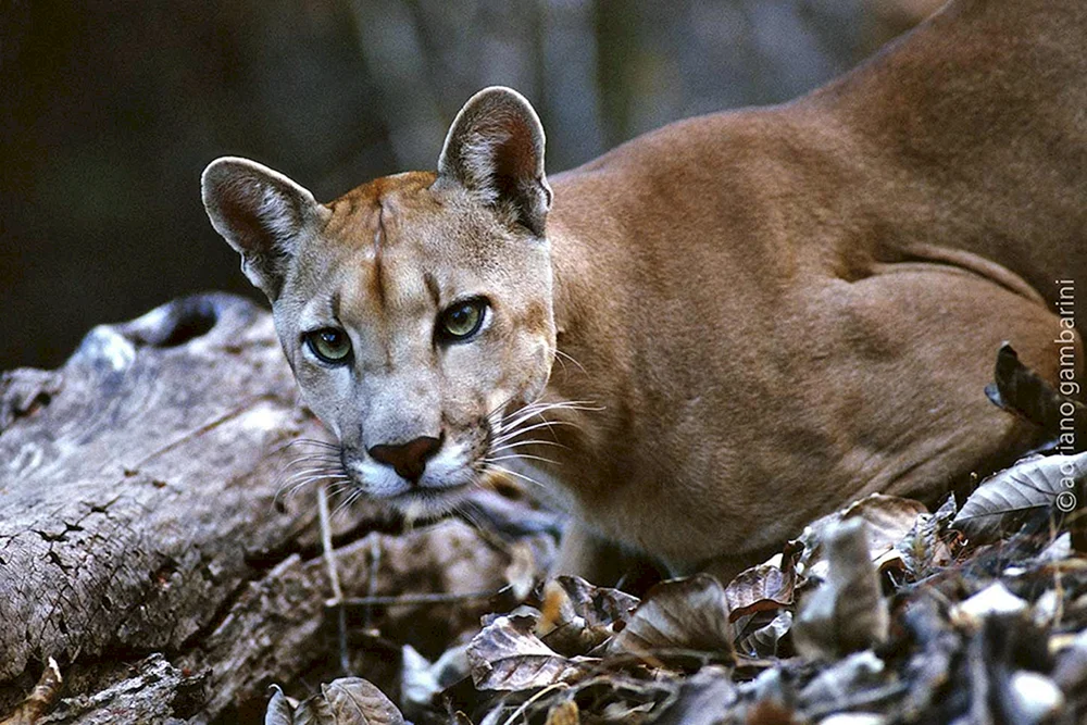 Der Luchs