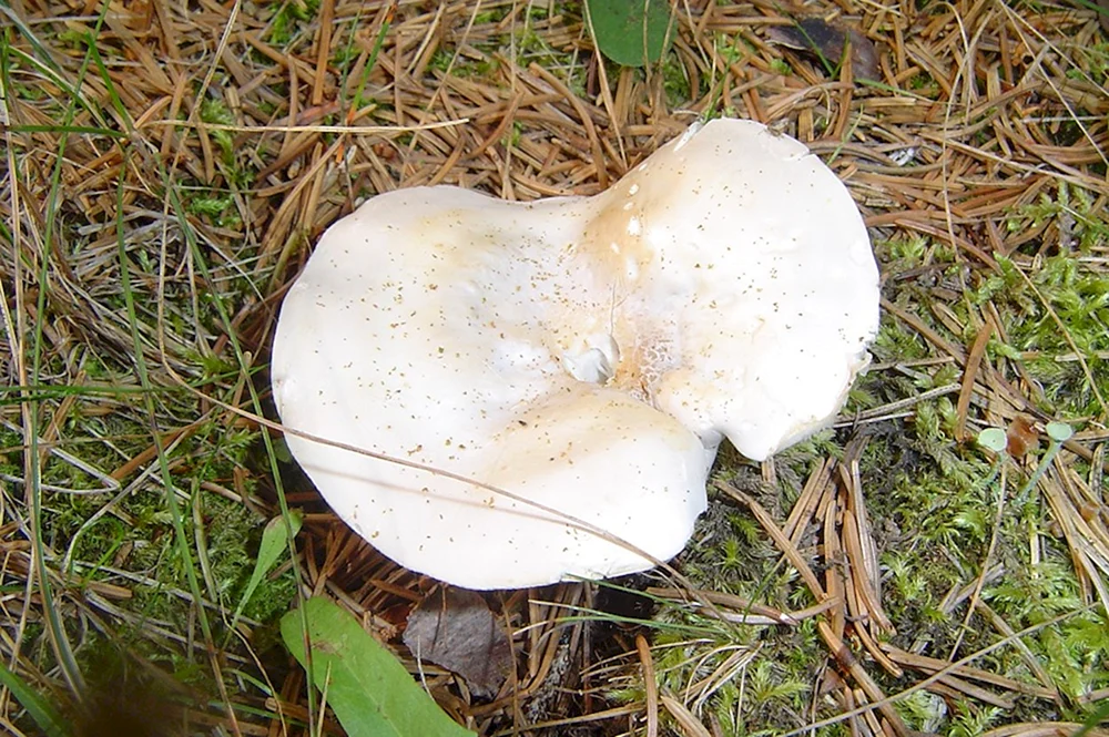 Ivishneus movishennik