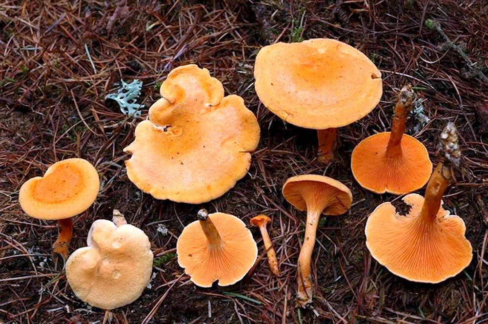 Falscher Pfifferling Pilz falscher Pfifferling Pilz