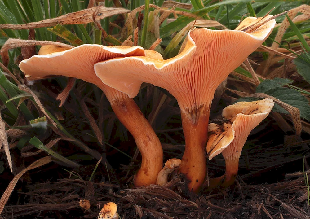 Omphalotus olive