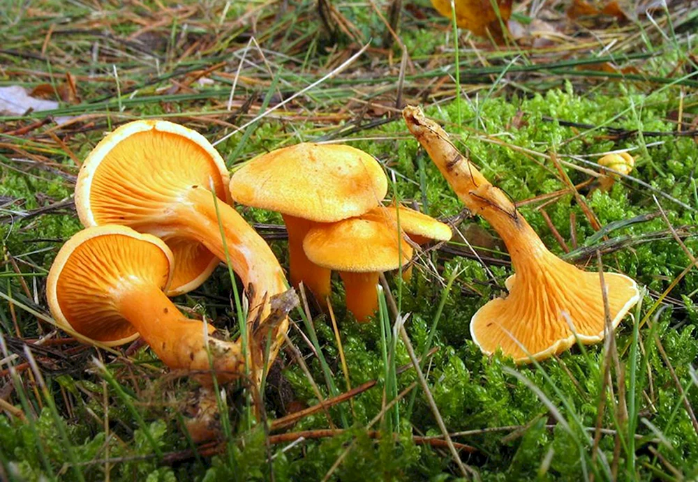 Falsche PfifferlingeFalsche PfifferlingeFalsche Pfifferlinge.