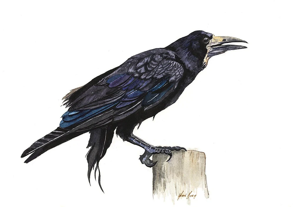 Graben Zugvogel