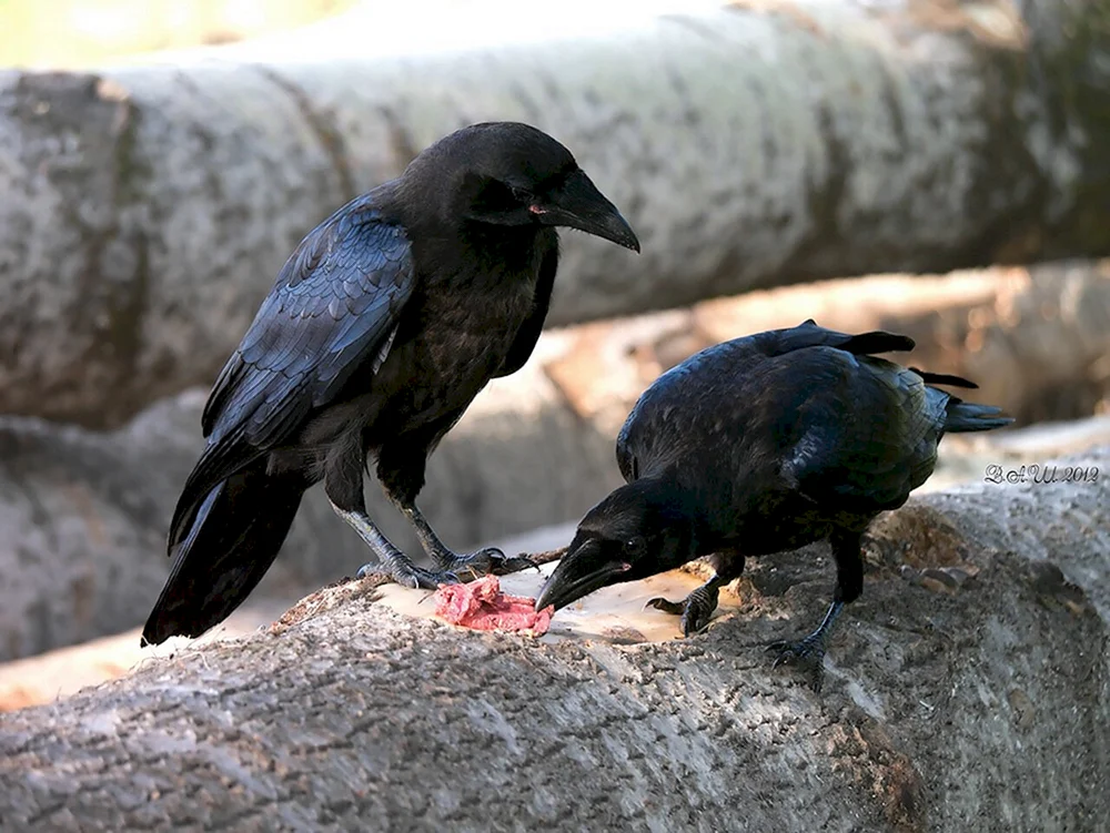 Gracchus und Krähe